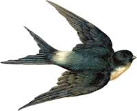 a picture of a swallow flying in the air